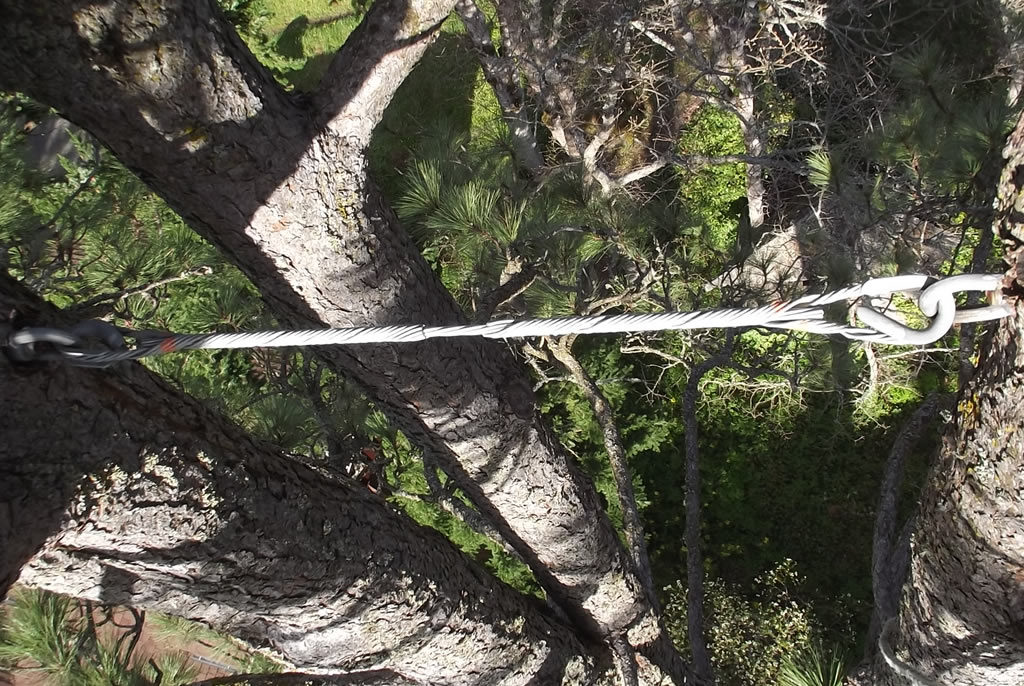 Cabling & bracing provides structural support for weak or damaged trees.