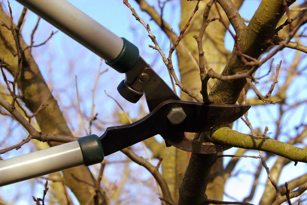 Tree pruning