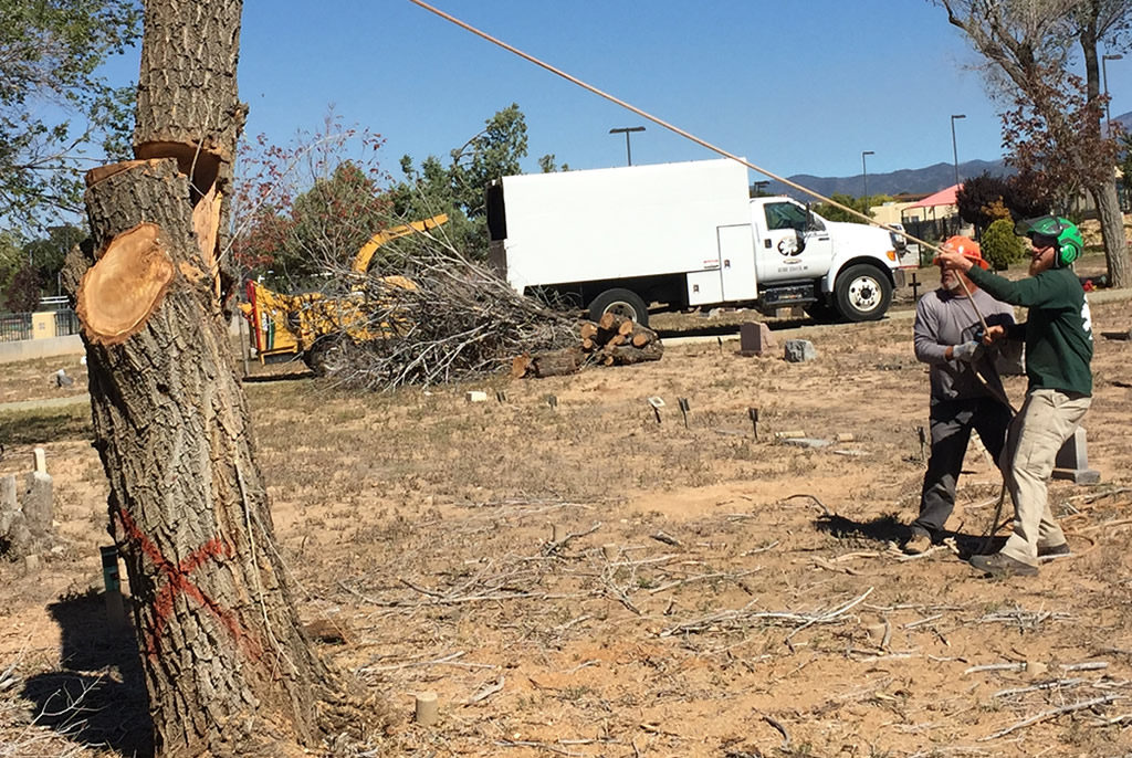 Stump Removal