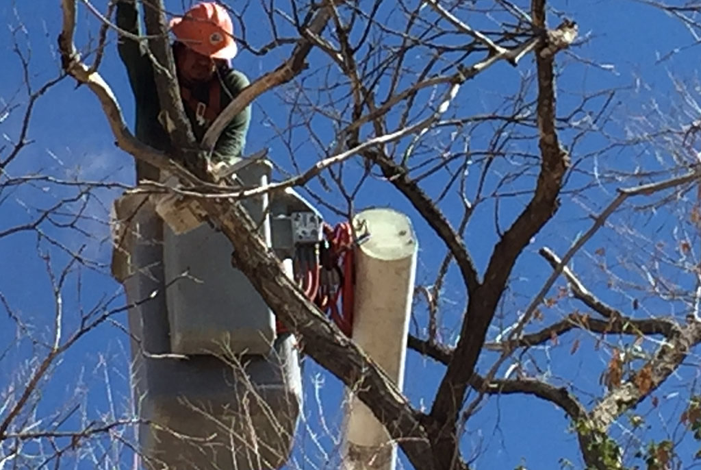 Tree Trimming by Coates Tree Service