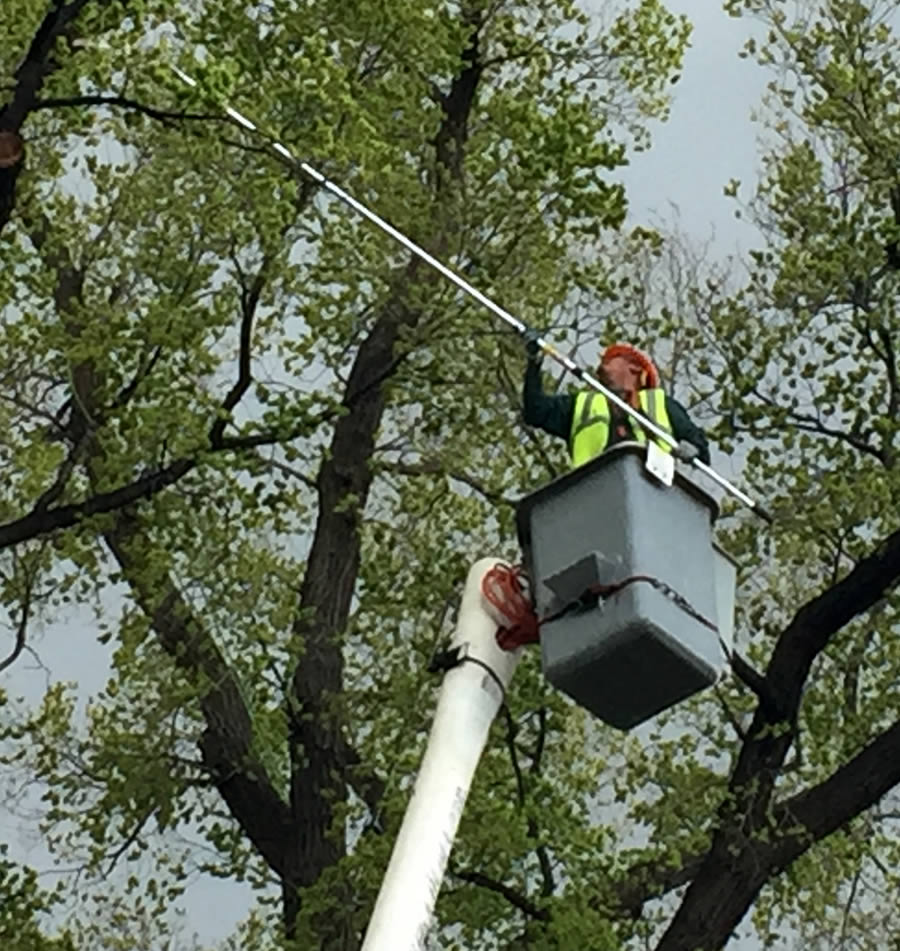 Tree Removal Wylie Tx